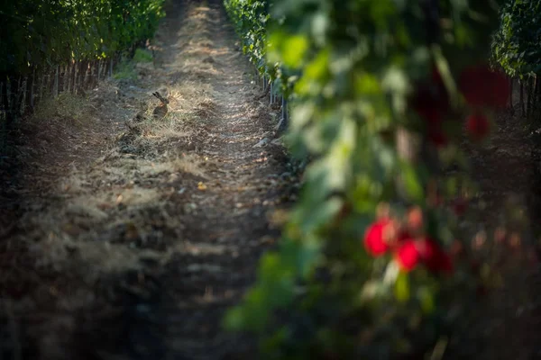 Pastina Pisa Toscana Lepre Tra Vigneti Lavorazione Cura Del Vino — Foto Stock