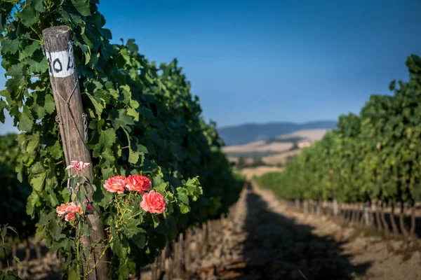 Pastina トスカーナ サンタ ルーチェとピサの州 バラ香水ワイン 赤と白ワインのブドウ畑の世話するの Pastina 間の渓谷 — ストック写真