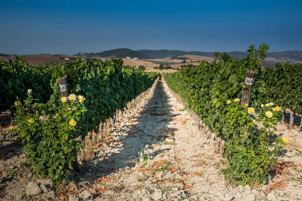 Pastina, Pisa, Toskana - Santa Luce ve Pastina Pisa ilinde, gül parfüm şarap, işleme ve kırmızı ve beyaz şarap üzüm bağları bakım arasındaki vadi