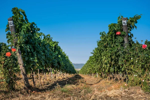 Pastina トスカーナ サンタ ルーチェとピサの州 バラ香水ワイン 赤と白ワインのブドウ畑の世話するの Pastina 間の渓谷 — ストック写真
