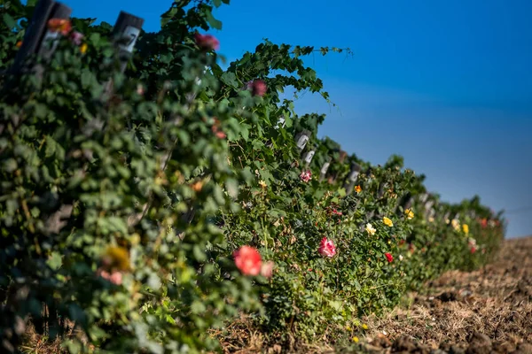 Pastina, Pisa, Toskana - Santa Luce ve Pastina Pisa ilinde, gül parfüm şarap, işleme ve kırmızı ve beyaz şarap üzüm bağları bakım arasındaki vadi