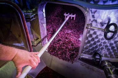 Peccioli, Pisa, Toskana - Peccioli Vadisi Piza, İtalya, işleme ve şarap üzüm bağları Bakımı ili kırsal manzara