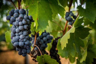 Peccioli, Pisa, Toskana - Peccioli Vadisi Piza, İtalya, işleme ve şarap üzüm bağları Bakımı ili kırsal manzara