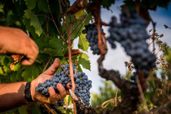 Peccioli, Pisa, Toskana - Peccioli Vadisi Piza, İtalya, işleme ve şarap üzüm bağları Bakımı ili kırsal manzara