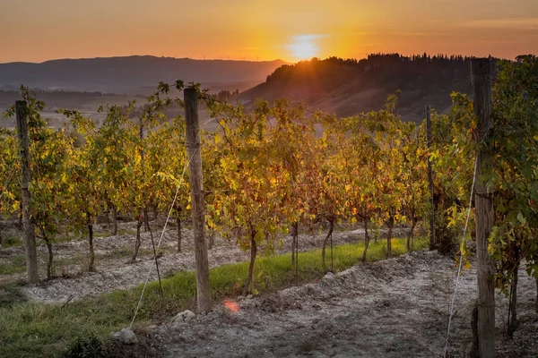 ペッチョリ トスカーナ州 州ピサ イタリア 処理とワインのブドウ畑の世話を中心の谷の田園風景 — ストック写真