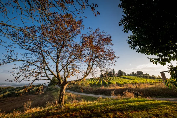 ペッチョリ トスカーナ州 州ピサ イタリア 処理とワインのブドウ畑の世話を中心の谷の田園風景 — ストック写真