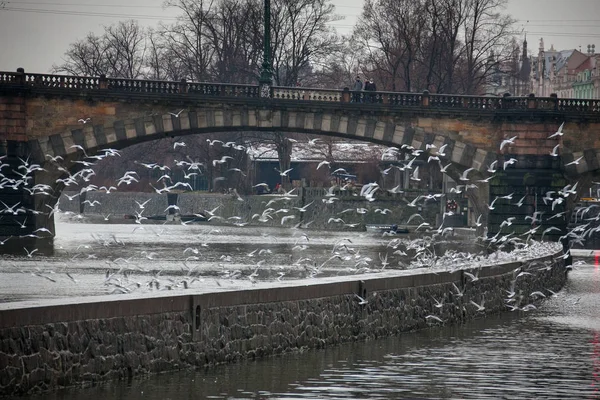 捷克布拉格 伏尔塔瓦河与天鹅和海鸥 — 图库照片