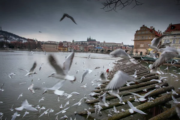 Prag Tjeckien Floden Moldau Med Svanar Och Måsar — Stockfoto