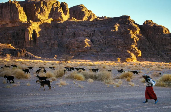 砂漠の真ん中でヤギの Timimoun アルジェリア 2002 不明な羊飼い — ストック写真