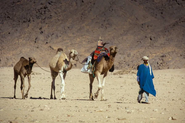 Timimoun Algeria January 2002 Unknown Populations Touareg Tribe Camels Cross — Stock Photo, Image