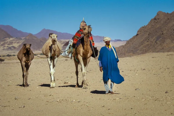 Timimoun Cezayir Ocak 2002 Bilinmeyen Nüfus Develerini Olan Touareg Kabile — Stok fotoğraf