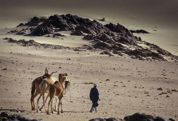 阿尔及利亚 Timimoun 2002年1月18日 Touareg 部落的不明人口带着骆驼穿越阿卡库斯沙漠 — 图库照片