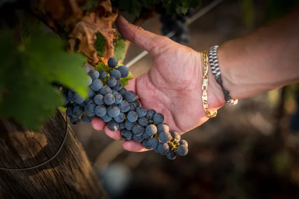 Pastina Pisa Toscana Paesaggio Campagna Nella Valle Del Vino Tra — Foto Stock