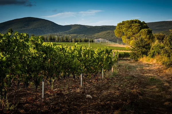Pastina Pisa Toscane Landschap Van Het Platteland Wijn Vallei Tussen — Stockfoto
