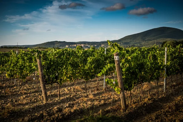 Pastina Pisa Toscana Gröna Landskapet Dalen Vin Mellan Den Antika — Stockfoto