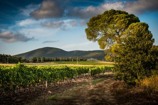 Pastina Pise Toscane Paysage Rural Dans Vallée Vin Entre Ancien — Photo