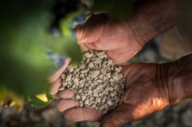 Pastina, Pisa, İtalya - 10 Ağustos 2018: eller İtalya Pisa eyaletinin antik köy arasında Vadisi'ndeki şarap üretimi için toprak göster