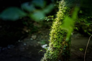 Chianni, Pisa, Toskana - Ghiaccioni Şelalesi