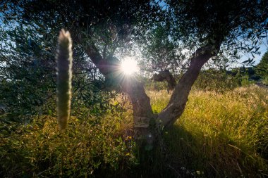 Pisa ilindeki Riparbella vadilerinde kadim meşeleri, eski zeytin ağaçlarını ve akşam ışıklarını gözlemlemek için geziniyorum. Toskana tepeleri, İtalya