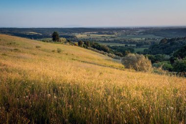 Antik meşe ve akşam ışıklarını gözlemlemek için Pisa eyaletinin Riparbella vadilerinde geziniyorum. Toskana tepeleri, İtalya