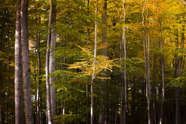 Гора Амиата Провинции Фасето Осенние Закатные Огни Буковом Лесу Тоскана — стоковое фото