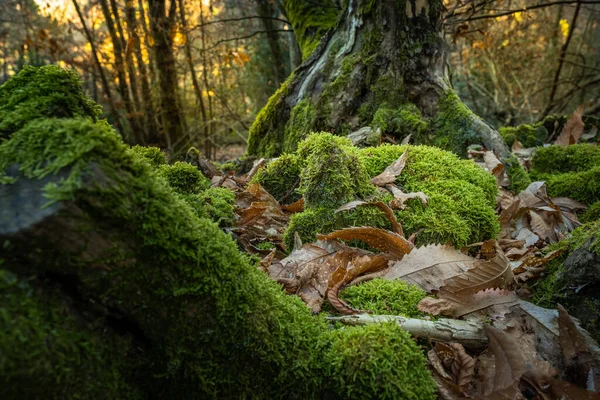 Moss Castanhas Durante Trekking Aldeia Medieval Ripafratta Com Fortaleza San — Fotografia de Stock