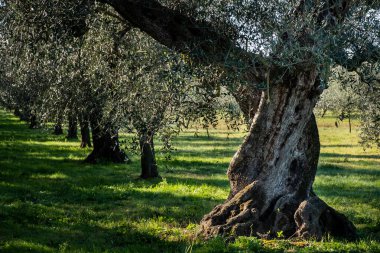 Asırlık zeytin ağacı Castagneto Carducci yakınlarında, Livorno Maremma 'nın kalbinde, Etrüsk kıyılarının ortasında, İtalya' nın Toskana kentindeki ortaçağ köyünün etrafındaki toprak yollarda geziniyor.