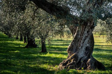 Centuries-old olive tree near Castagneto Carducci, in the heart of the Livorno Maremma, in the center of the Etruscan coast, trekking among the dirt roads around the medieval village, Tuscany, Italy clipart