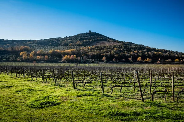 Wijngaarden Met Achtergrond Overblijfselen Van Torre Donoratico Bij Castagneto Carducci — Stockfoto