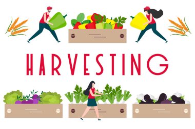 Hasat, tarım işleri İnsanlar. Hasat Festivali