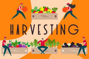 Hasat, tarım işleri İnsanlar. Hasat Festivali