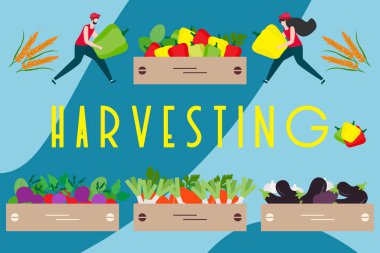 Hasat, tarım işleri İnsanlar. Hasat Festivali