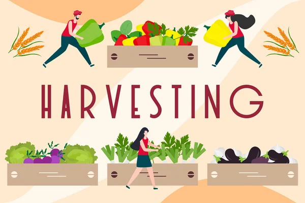 Hasat, tarım işleri İnsanlar. Hasat Festivali