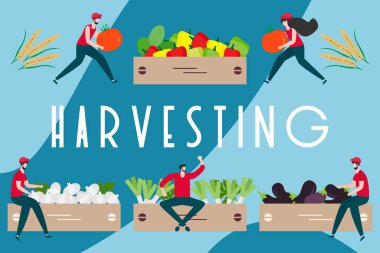 Hasat, tarım işleri İnsanlar. Hasat Festivali