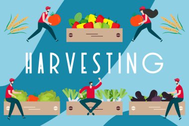 Hasat, tarım işleri İnsanlar. Hasat Festivali