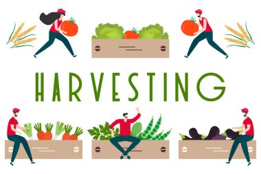 Hasat, tarım işleri İnsanlar. Hasat Festivali