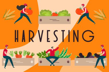 Hasat, tarım işleri İnsanlar. Hasat Festivali