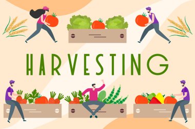 Hasat, tarım işleri İnsanlar. Hasat Festivali