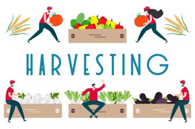 Hasat, tarım işleri İnsanlar. Hasat Festivali