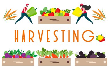 Hasat, tarım işleri İnsanlar. Hasat Festivali