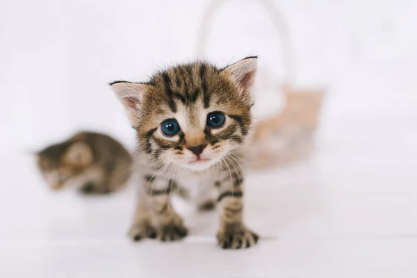 Pequeños Gatitos Lindos Rayados Gatitos Rayas Sientan Cerca Cesta — Foto de Stock