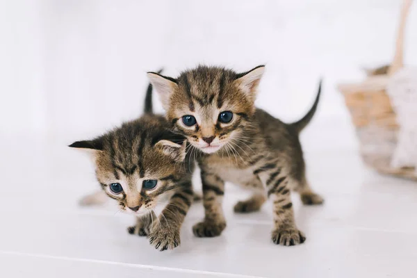 Pequeños Gatitos Lindos Rayados Gatitos Rayas Sientan Cerca Cesta — Foto de Stock