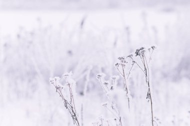 Kış doğal arka plan. Alanında karda çimen. Frost