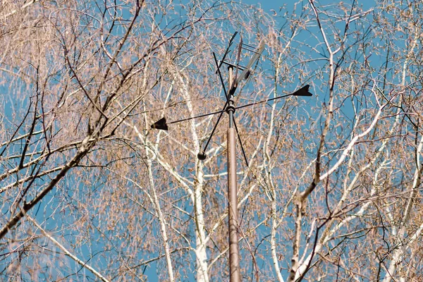 Weathervane for wind direction in the branches of a tree. natura