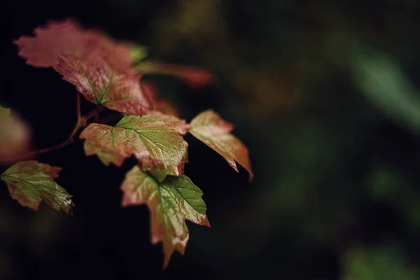 green red leaves of viburnum outdoor in fall. selective focus,dark background