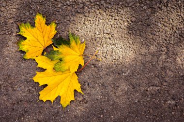 Sarı sonbahar yaprak üzerinde asfalt üstten görünüm.