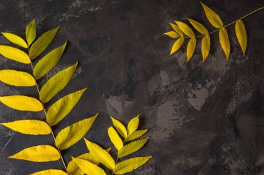 Üstten görünüm kopya alanı renkli sonbahar yaprakları.