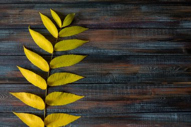 Üstten görünüm kopya alanı renkli sonbahar yaprakları.