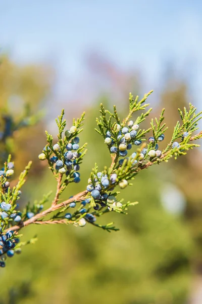 Yeşil mazı ağaç dalları detayları kapatın.