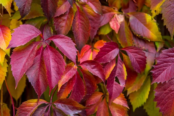 Yabani üzüm yaprakları. Arka plan kırmızı sonbahar yaprakları.